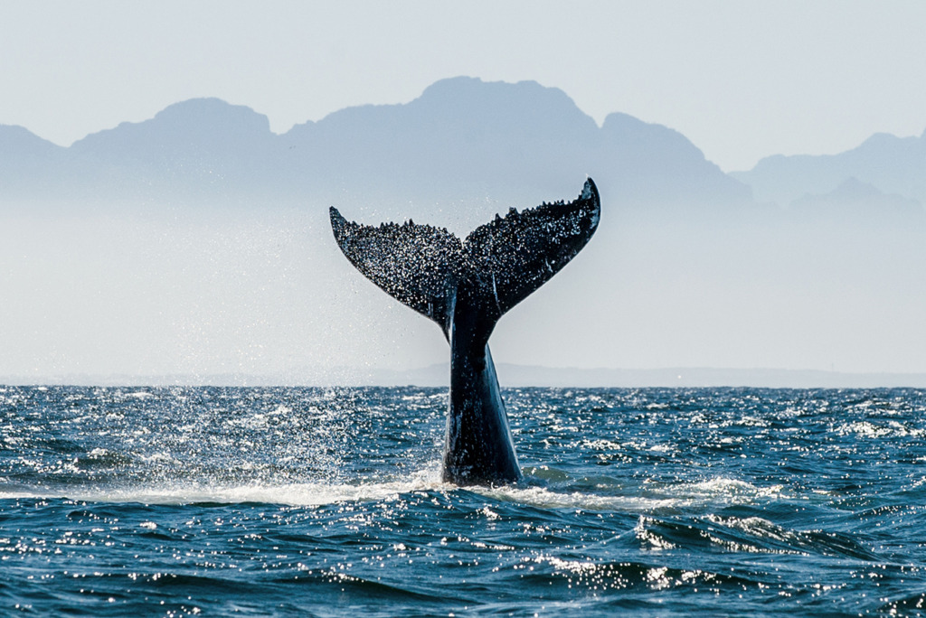 De majestueuze staart van een walvis steekt uit de oceaan, omlijst door mistige bergen op de achtergrond.