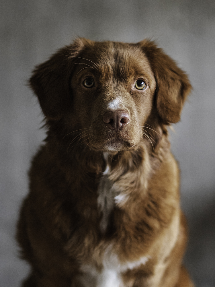 Een bruine hond met een witte vlek op zijn borst die met een neutrale uitdrukking naar de camera staart, alsof hij zich afvraagt of hij een website moet laten maken voor zijn favoriete lekkernijen.
