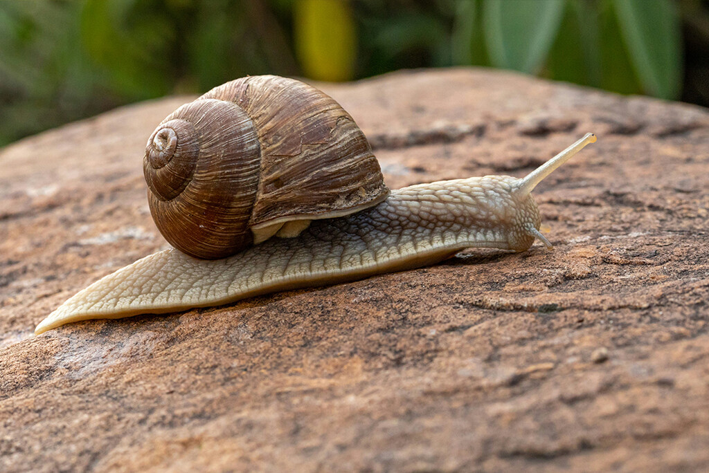 Een grote slak met een bruine schaal kruipt langzaam over een rotsoppervlak in de buitenlucht, net zoals het sneller maken van een WordPress-website de prestaties ervan kan verbeteren.