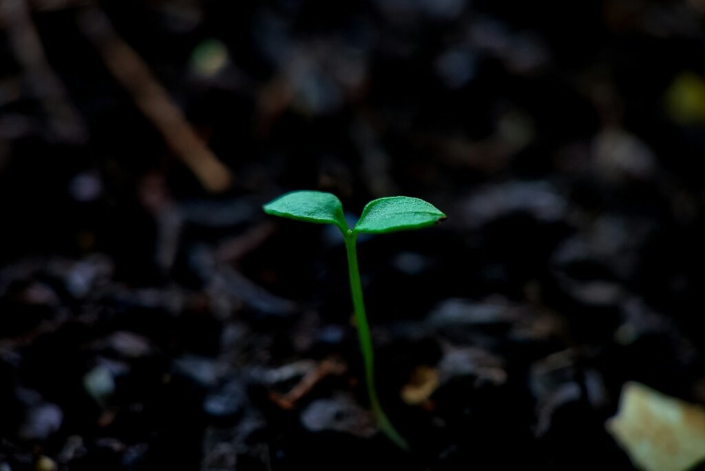 green leaf plant on ground